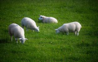 Sheep at Potterland Farm