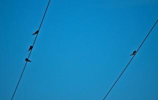 Birds at Potterland Farm