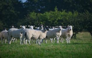 Sheep at Potterland Farm